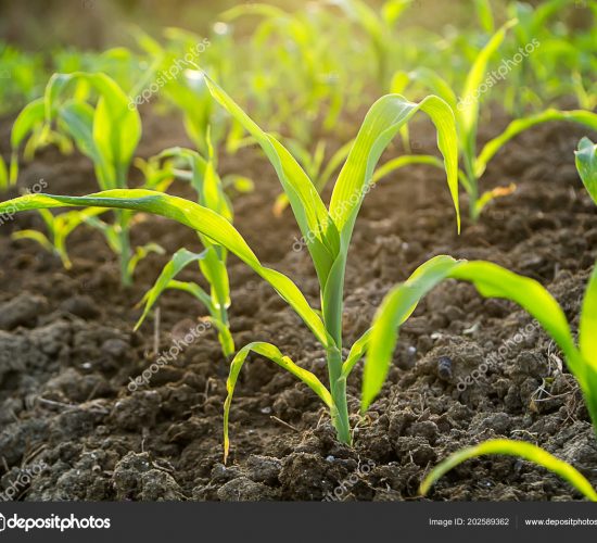Young corn plants in agricultural plots